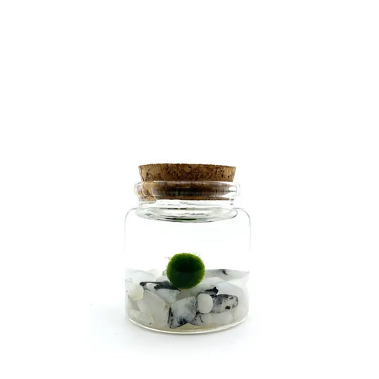 Small Moonstone Moss Ball Terrarium