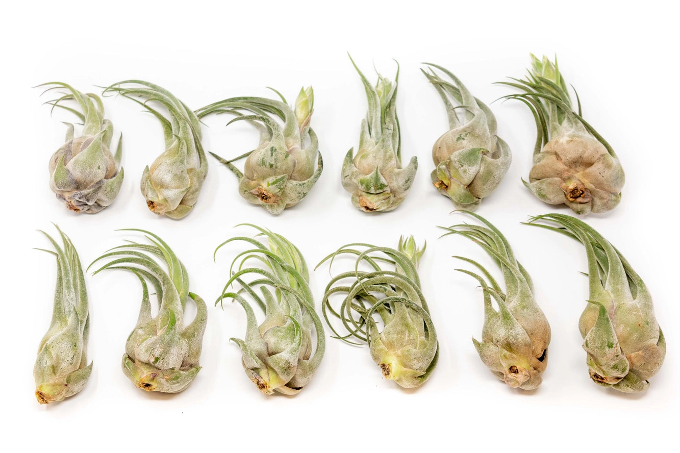 Seleriana air plant