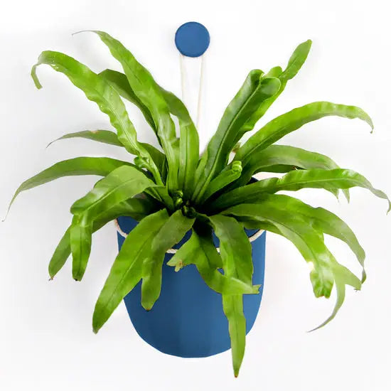 Eco Wall Planter