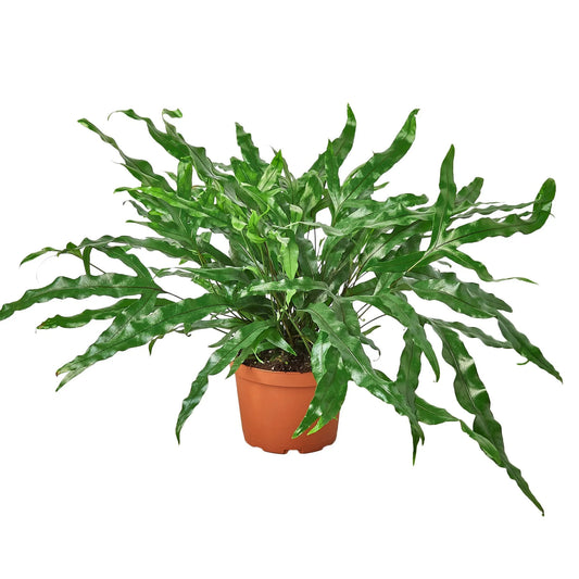 Fern Kangaroo Paw  6"