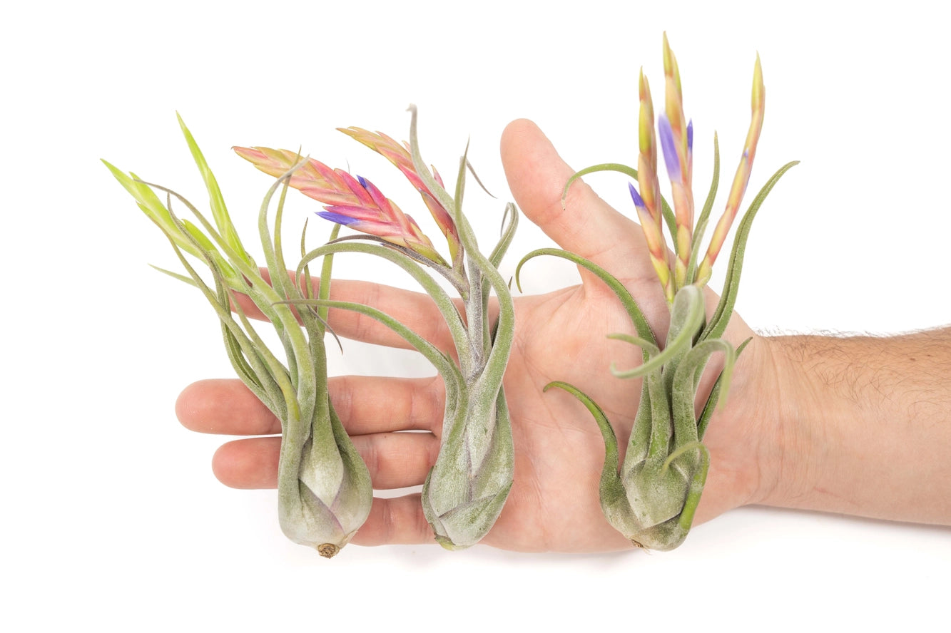 Caput Medusae air plant