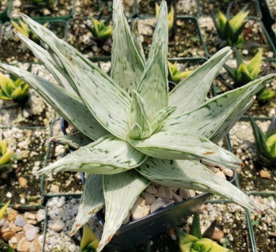 Aloe Snow Drift 4" terracotta