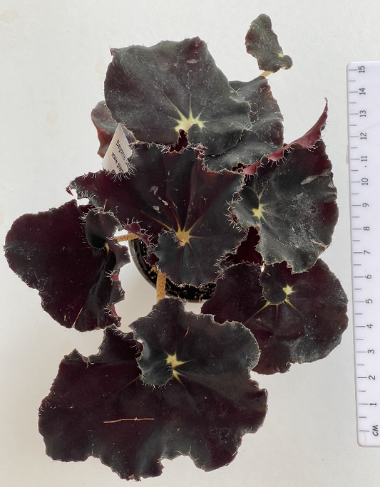 Begonia Black Momba