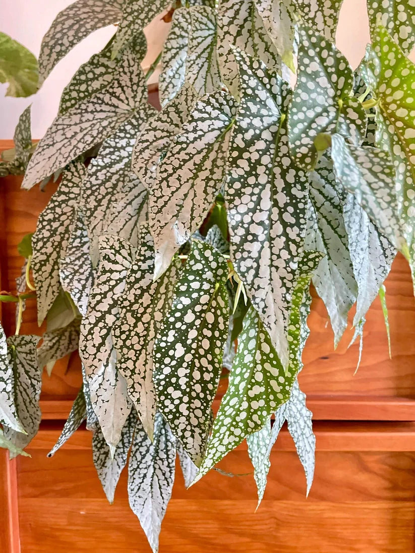 Begonia White Ice