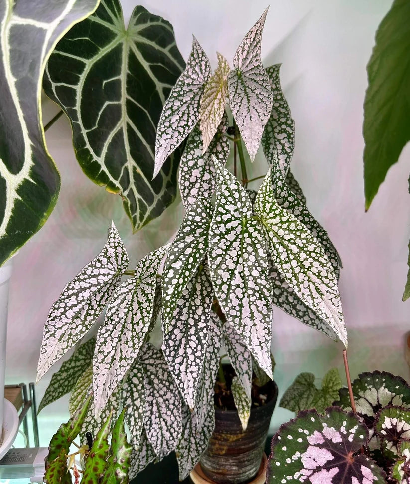 Begonia White Ice