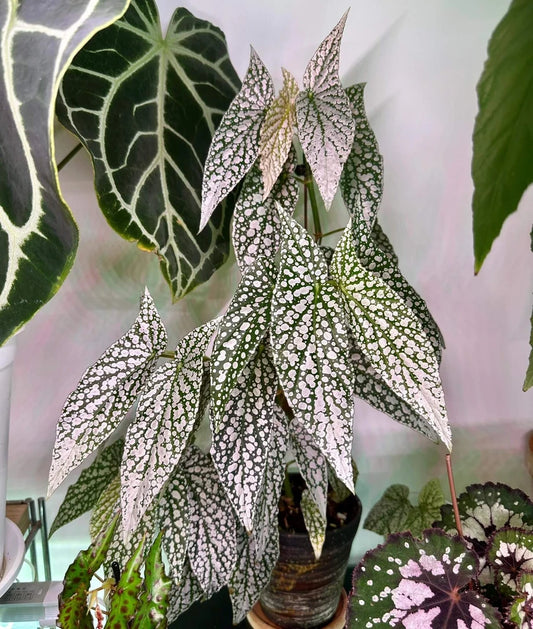 Begonia White Ice