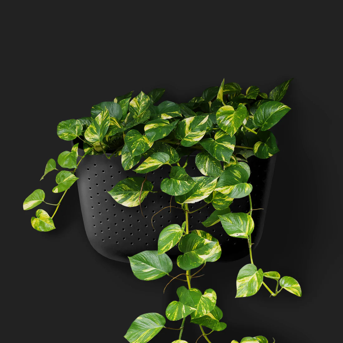 Eco Wall Planter