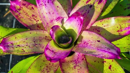 Bromeliad Neoregelia 'Sibella'