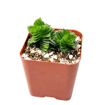 Crassula Buddha's Temple - 2"