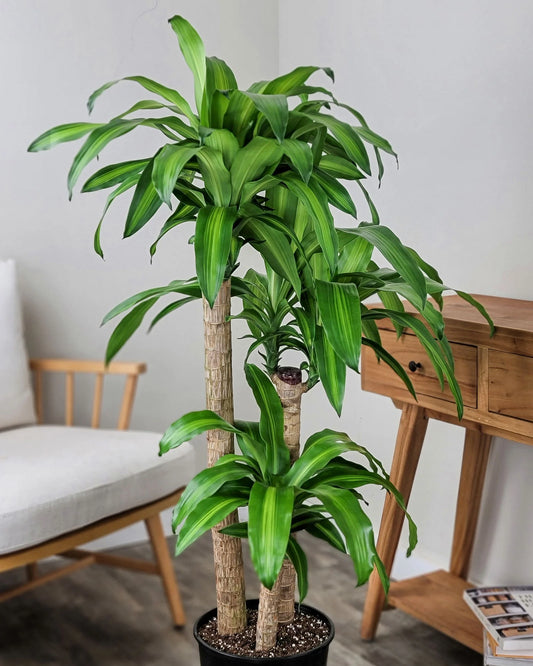 Dracaena Massangeana Cane