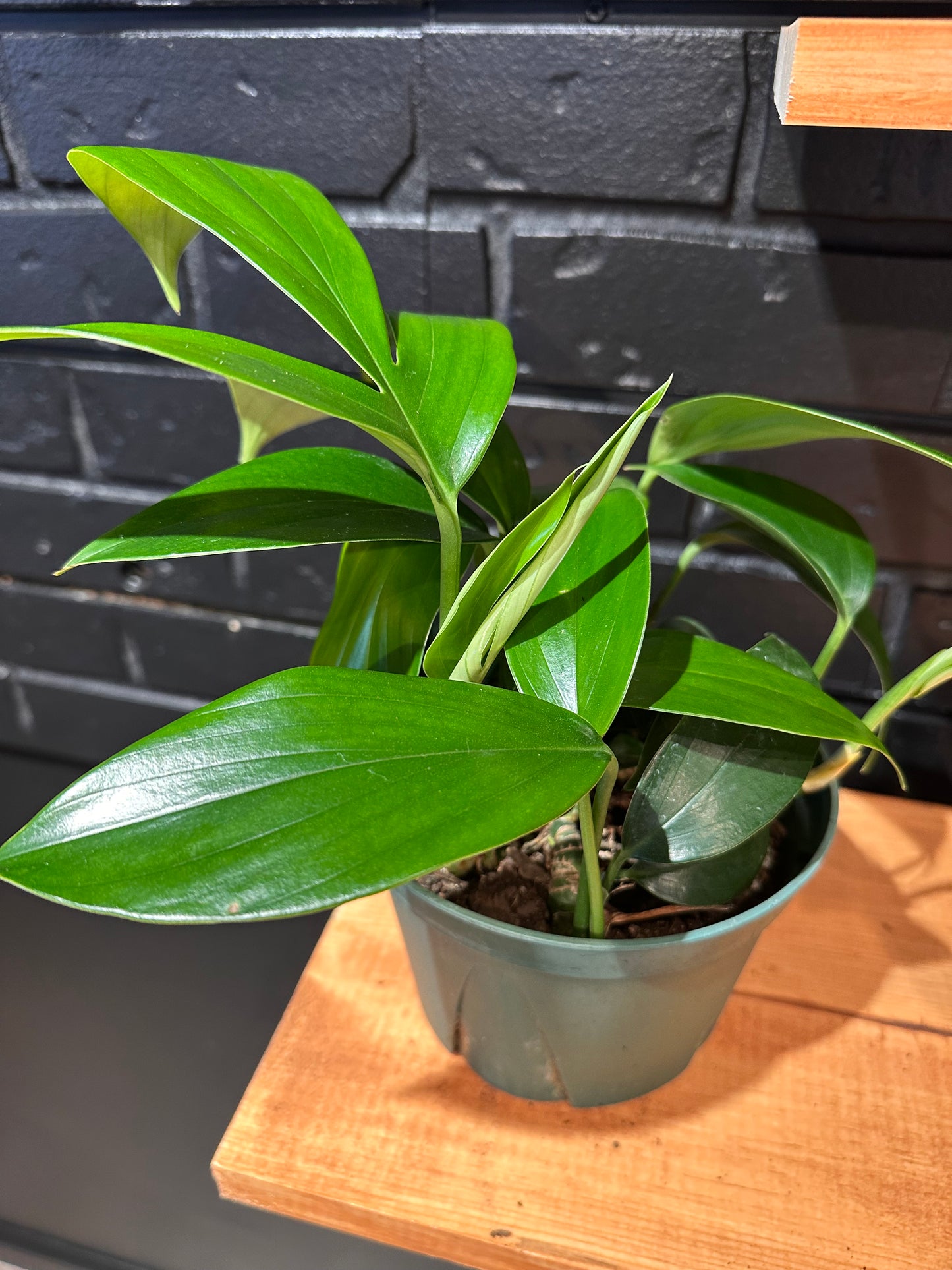 Rhaphidophora Decursiva  Dragon Tail