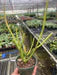 Euphorbia Pencil Cactus 6" clear pot