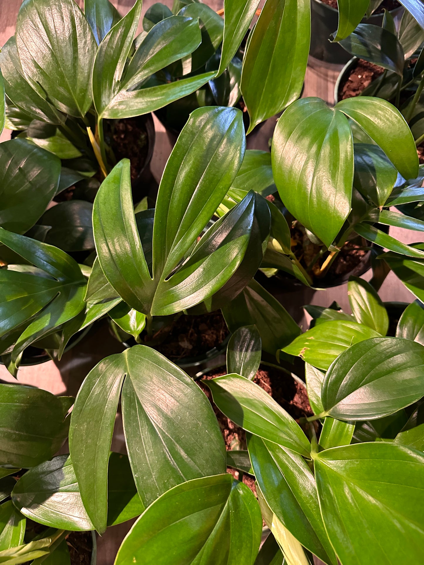 Rhaphidophora Decursiva  Dragon Tail