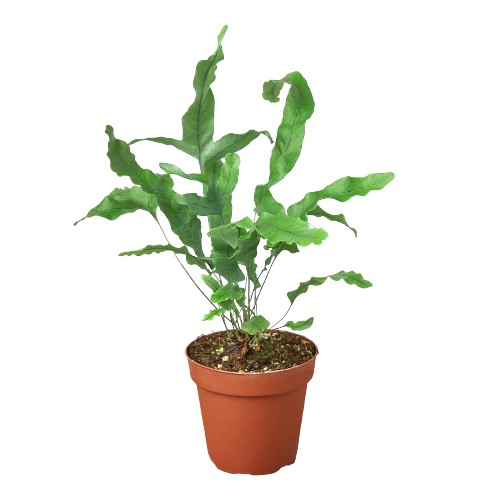 Fern 'Blue Star' 4"