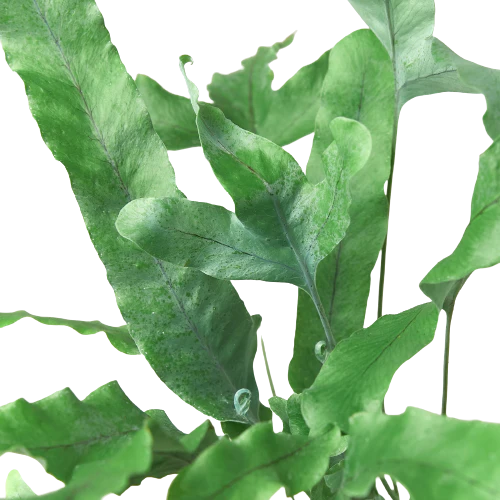 Fern 'Blue Star' 6"
