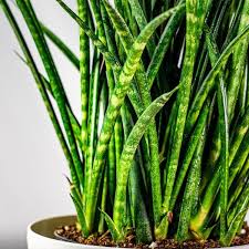 Sansevieria Fernwood Mikado