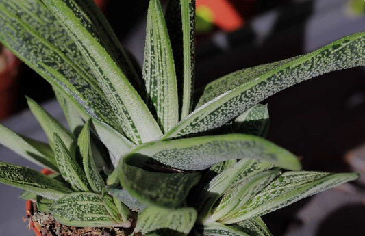 Gasteria 'Little Warty' 3inch