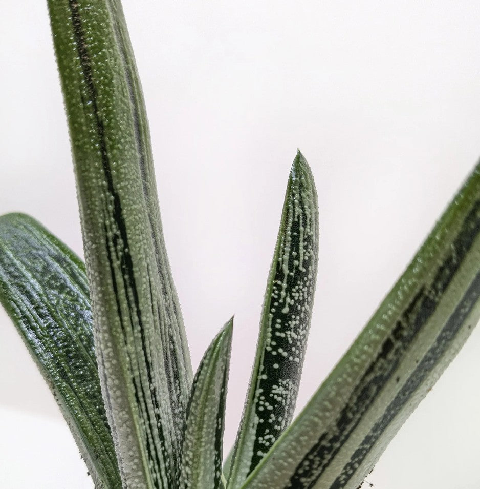 gasteria little warty succulent Gasteria 'Little Warty' 3" – Collective Plant Co
