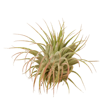 Air Plant Small Variety