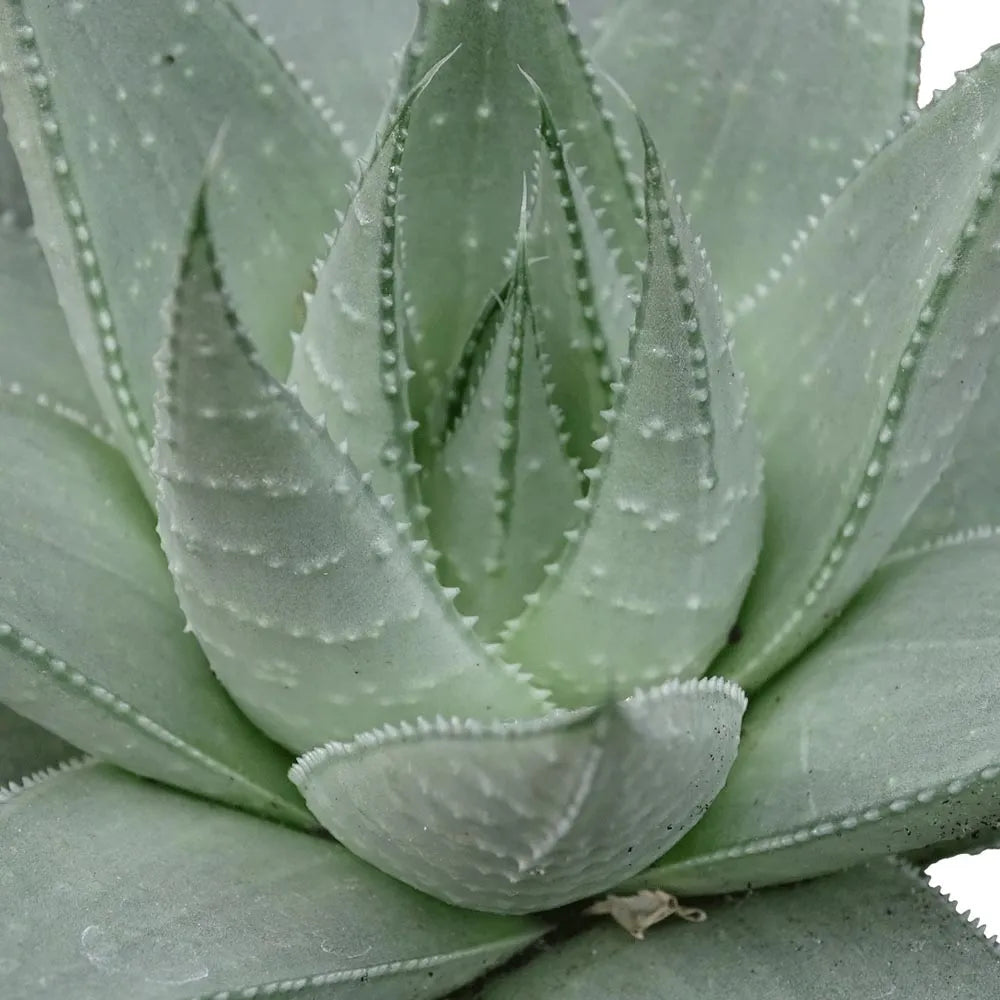 Haworthia Savannah