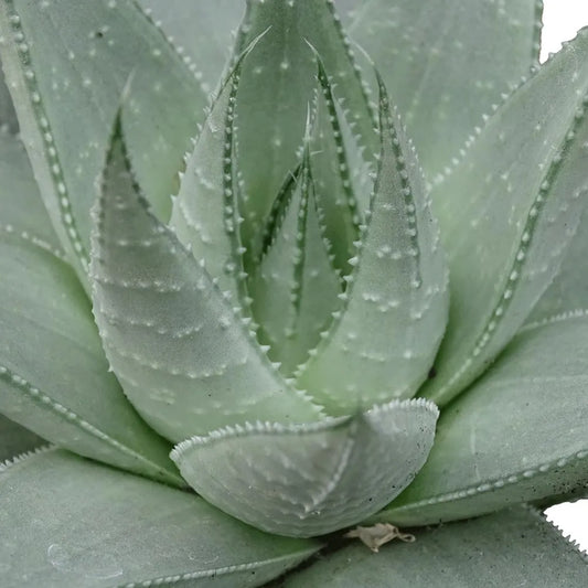 Haworthia Savannah