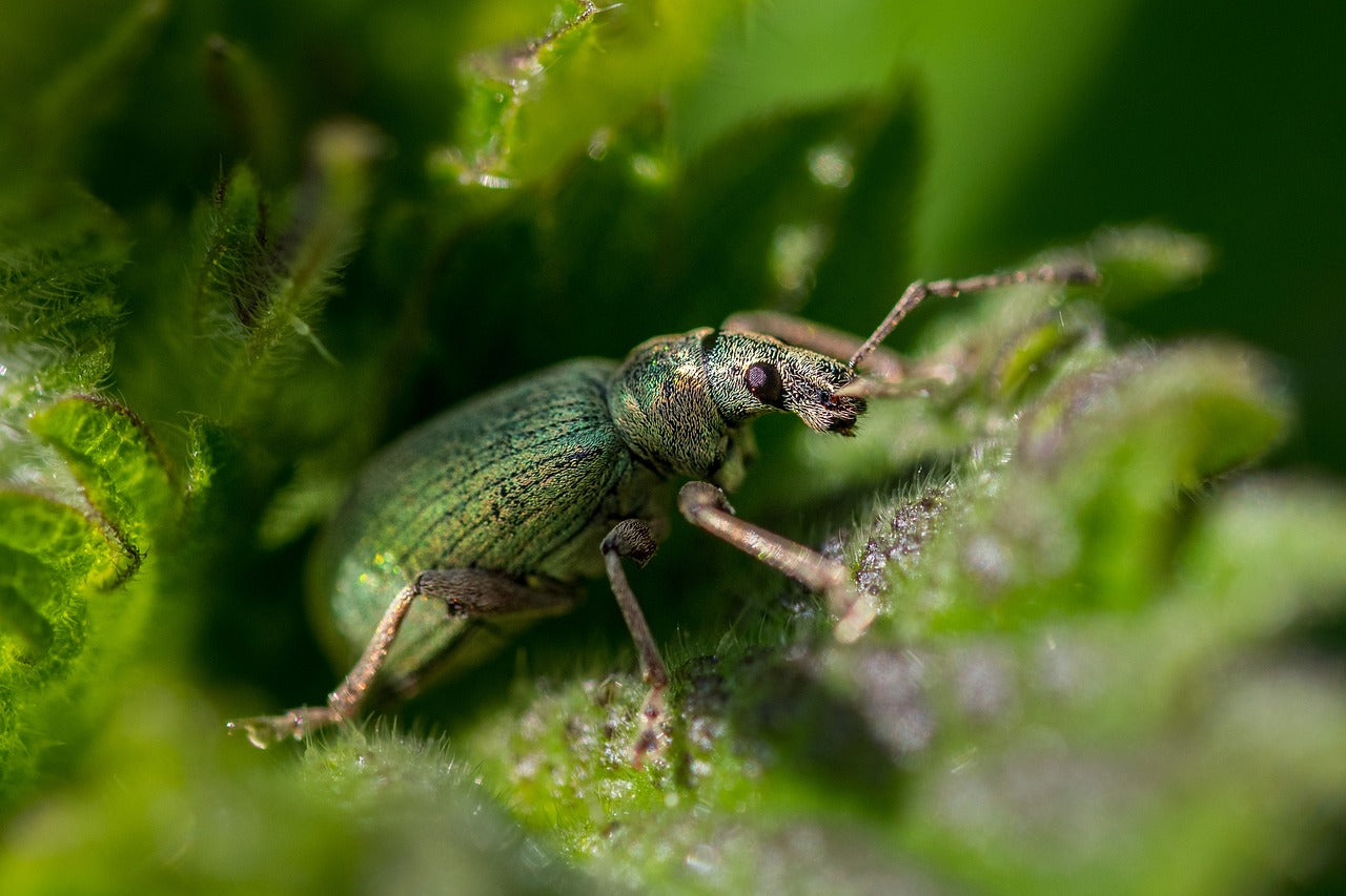 Houseplant Pest Killer