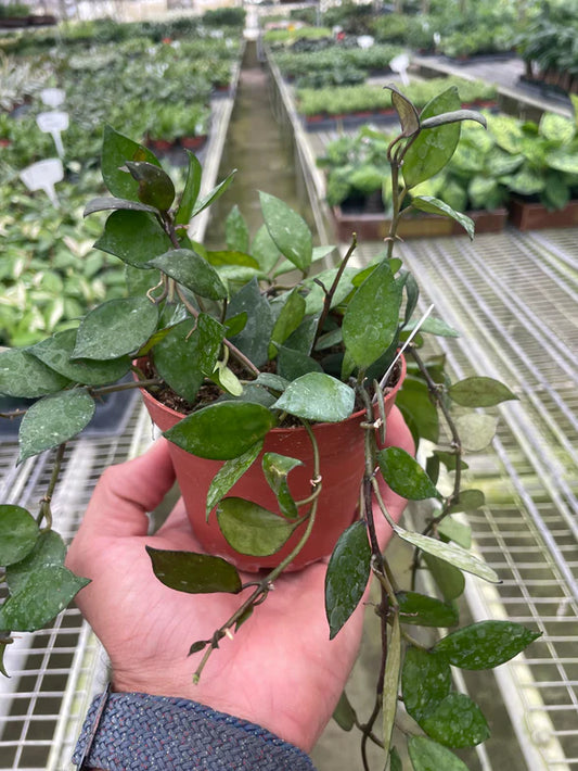 Hoya Krohiana Black 4"