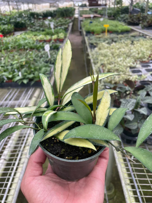 Hoya Wayetii Variegated 4"