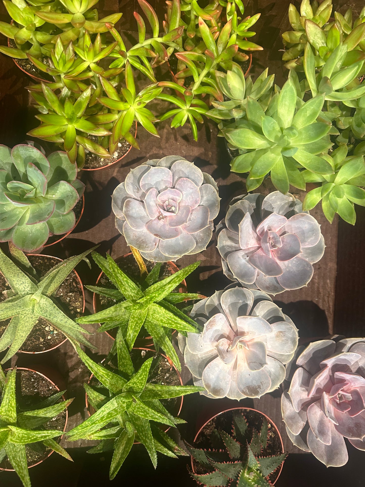 Succulent Variety