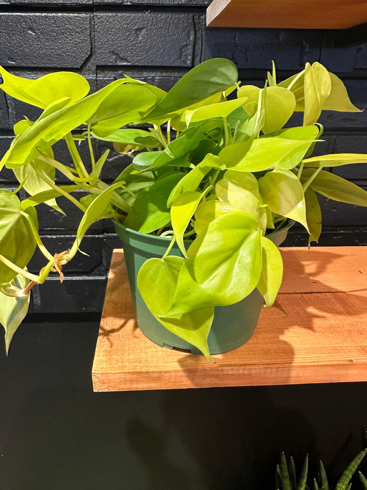 Philodendron Lemon Lime