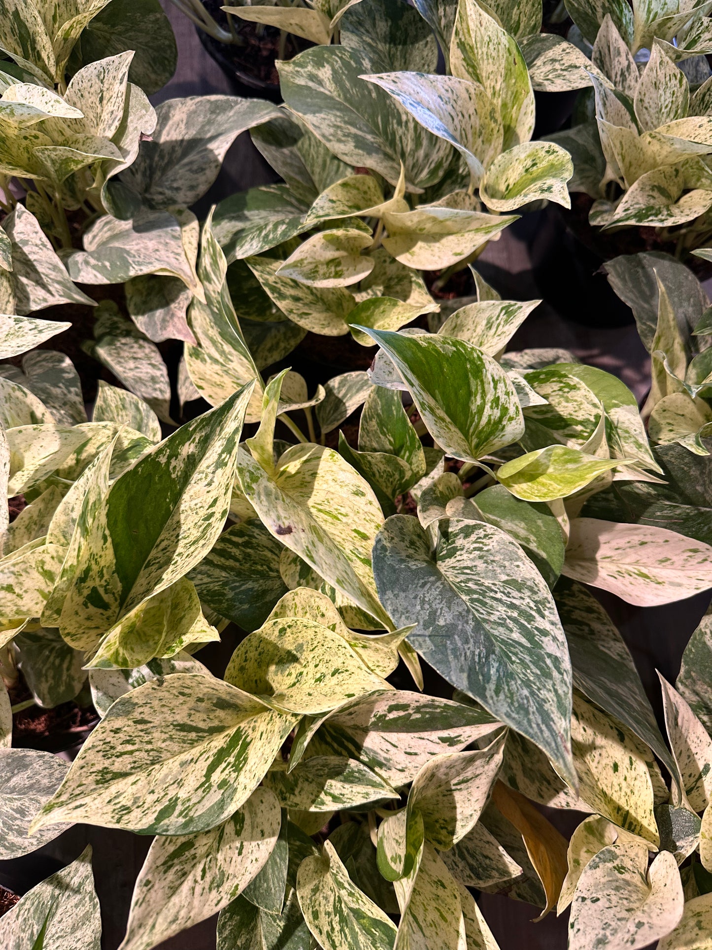 Pothos Snow Queen