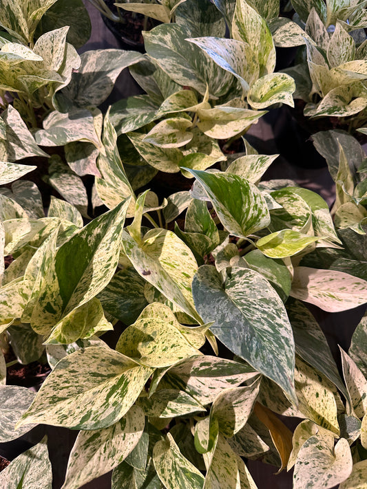 Pothos Snow Queen