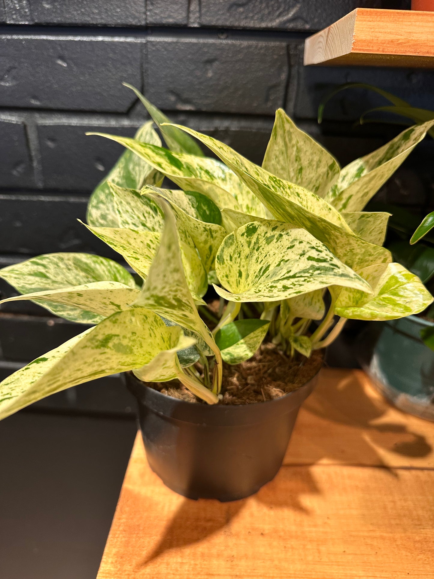 Pothos Snow Queen