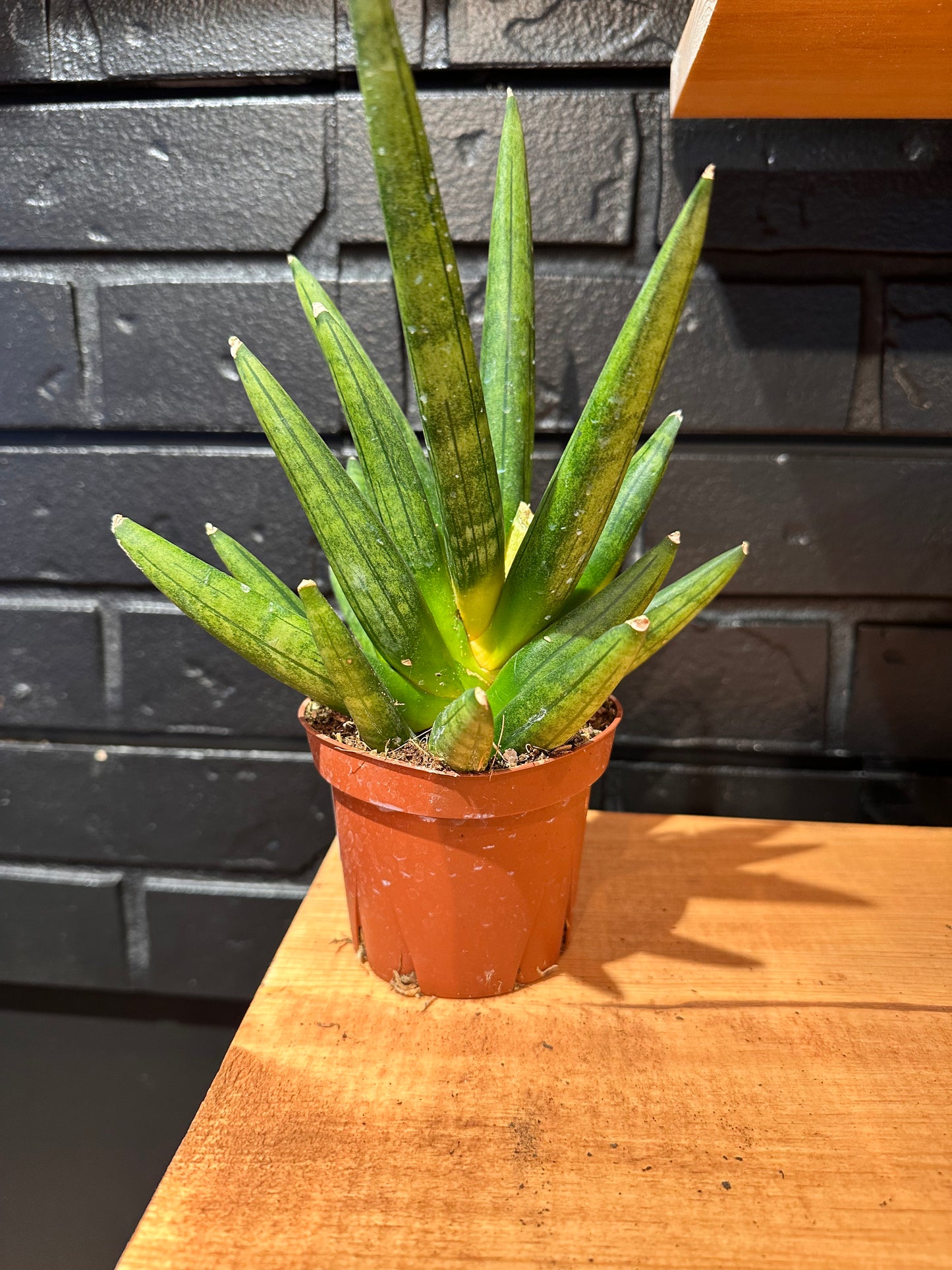 Sansevieria Hedgehog