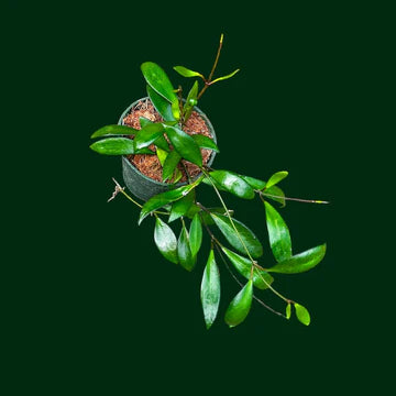Hoya Davidcummingii