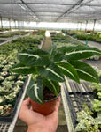 Syngonium wendlandii 'Black Velvet