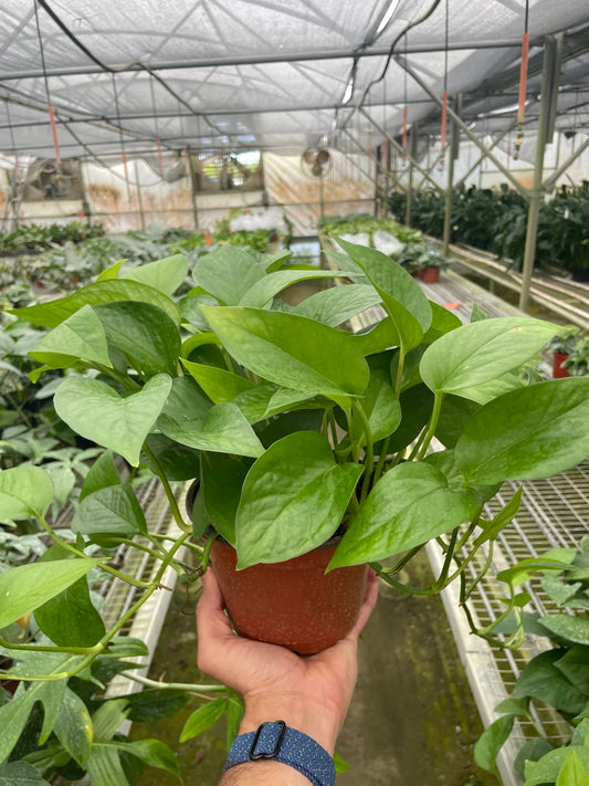 Pothos 'Green Jade 6" clear pot