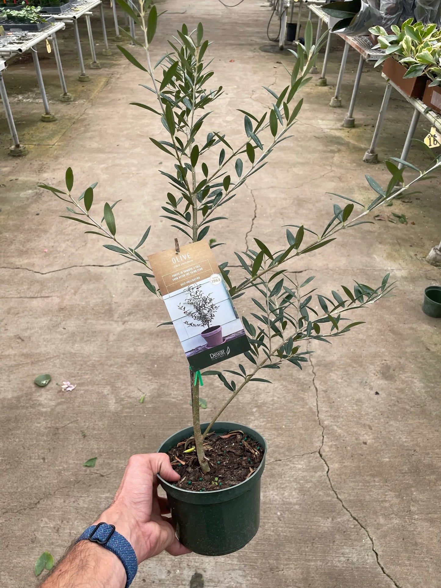 Common Olive Tree (Olea europaea