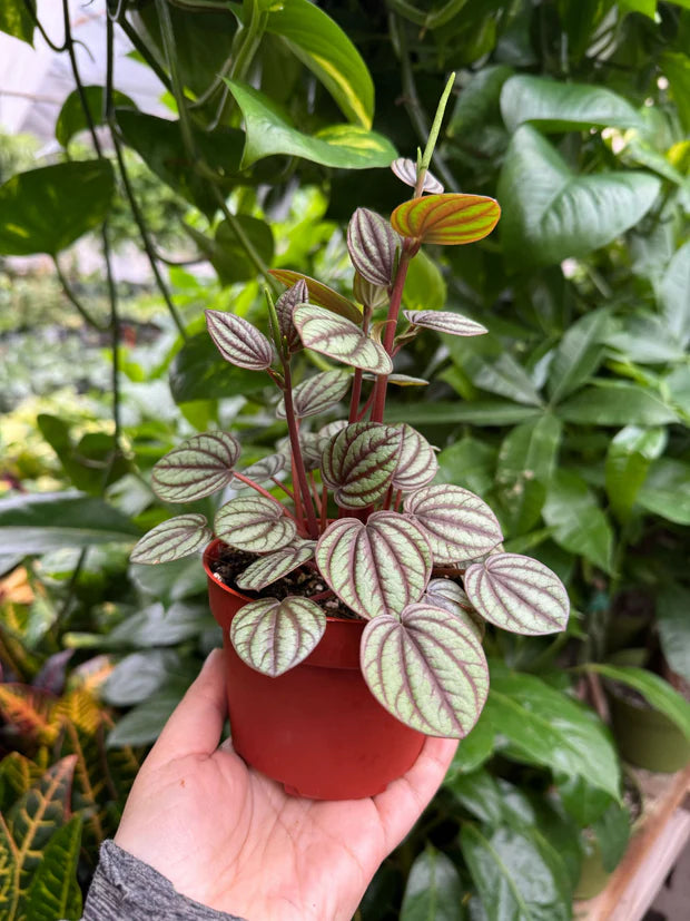Peperomia Picollo Banda