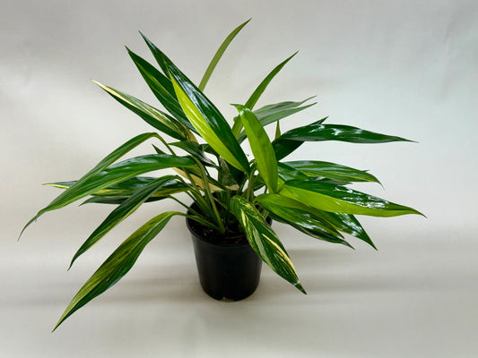 Pothos 'Silver Streak Variegated