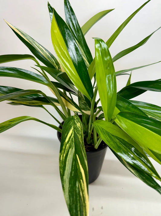 Pothos 'Silver Streak Variegated