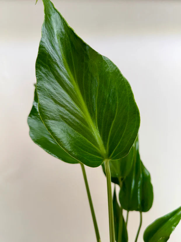 Monstera Burle Marx Flame