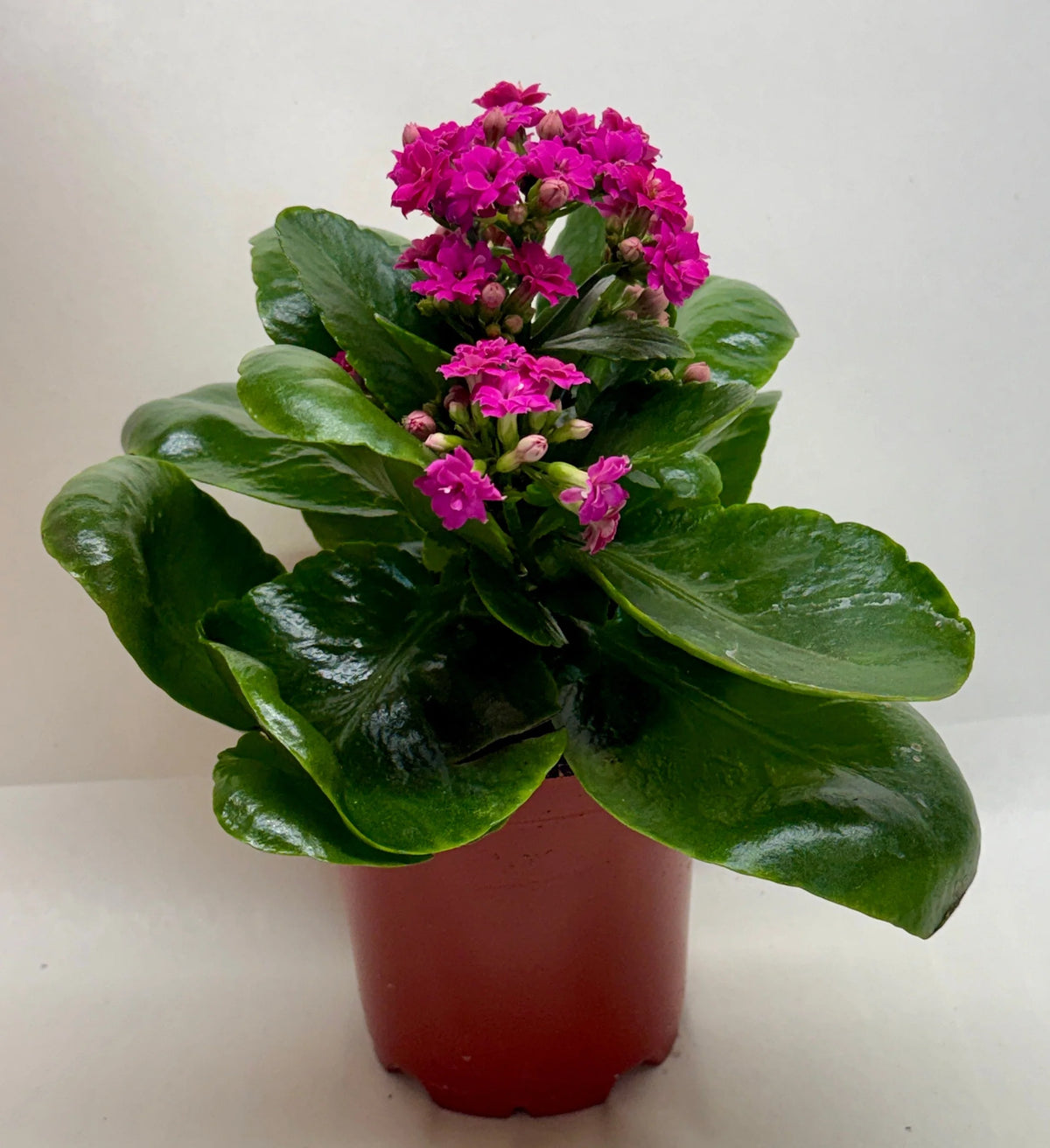Kalanchoe 'Blossfeldiana