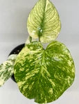 Monstera Mint