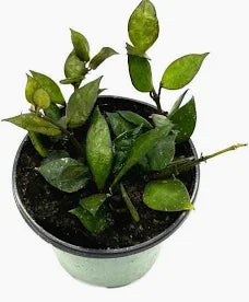 Hoya Krohniana Splash