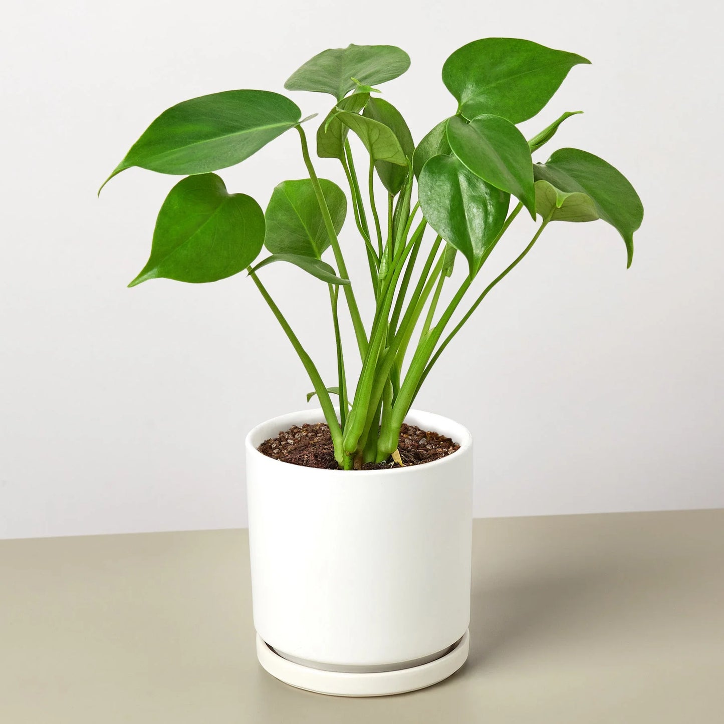 Monstera 'Split-Leaf' 6"