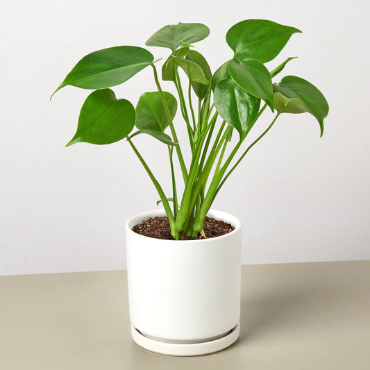 Monstera 'Split-Leaf' 6"