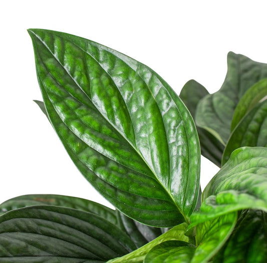 Monstera 'Peru'