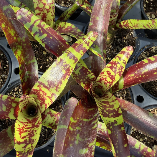 Bromeliad Neoregelia Guacamole