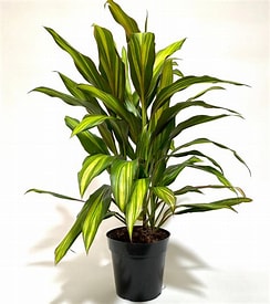 Cordyline Kiwi